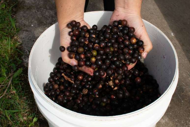 Frutos da Palmeira Juçara coletados em área de Mata Atlântica