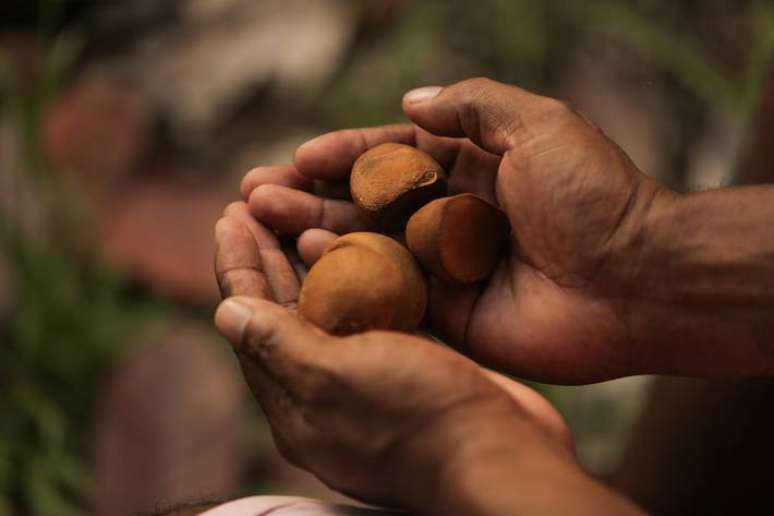 Frutos de Andiroba, colhidos na comunidade Cachoeira da Pancada, território quilombola Erepecuru