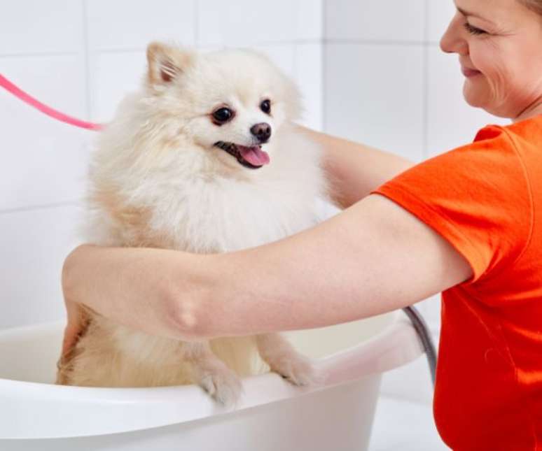 Banho e tosa são importantes para os pets no verão –