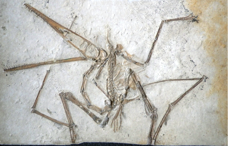 Na mesma pedreira onde foi achado o pterodáctilo, em Painten, outros fósseis preservados de vários outros animais também foram encontrados