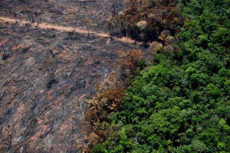 Ibama aplica cerca de 10 mil multas por ano, mas não deu andamento aos processos de julgamento e cobrança das infrações