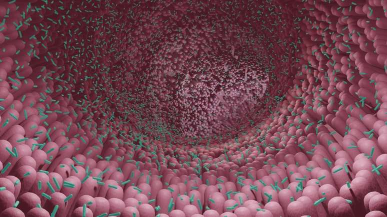 Alterações na microbiota podem afetar saúde do intestino