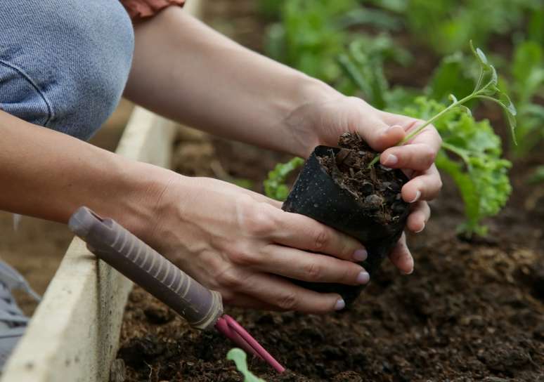 Uma horta caseira vai te garantir alimentos frescos sempre a mão – Foto: Shutterstock