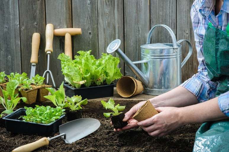 Já imaginou a praticidade que seria ter uma horta na cozinha de casa? – Foto: Shutterstock
