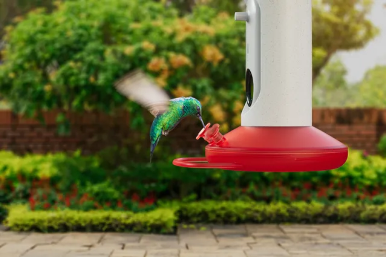 O alimentador da empresa Bird Buddy tem uma câmera com sensor de movimento que tira fotos e faz vídeos quando um pássaro o visita
