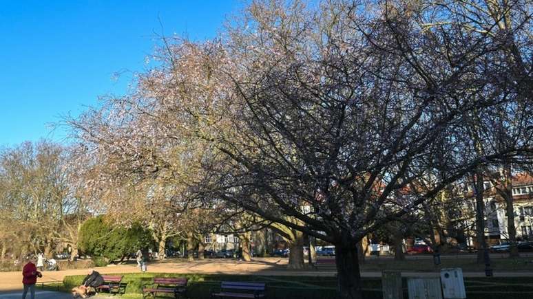 Temperaturas quentes levaram a flor de cerejeira a aparecer mais cedo na cidade polonesa de Szczecin