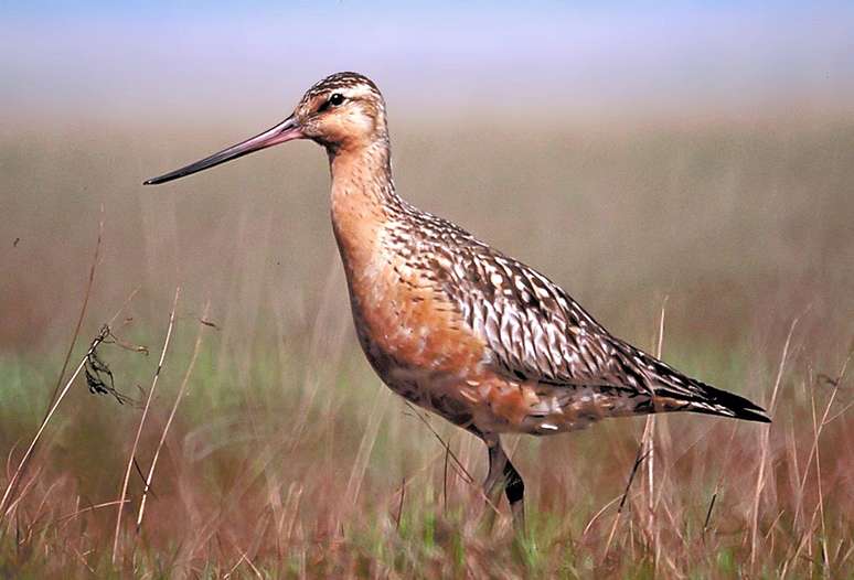 Fuselo (Limosa lapponica), pássaro que bateu recorde de voo do Guinness