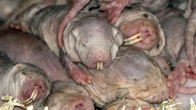 Os ratos-toupeiras-pelados vivem em grandes colônias subterrâneas, que reúnem até 300 indivíduos