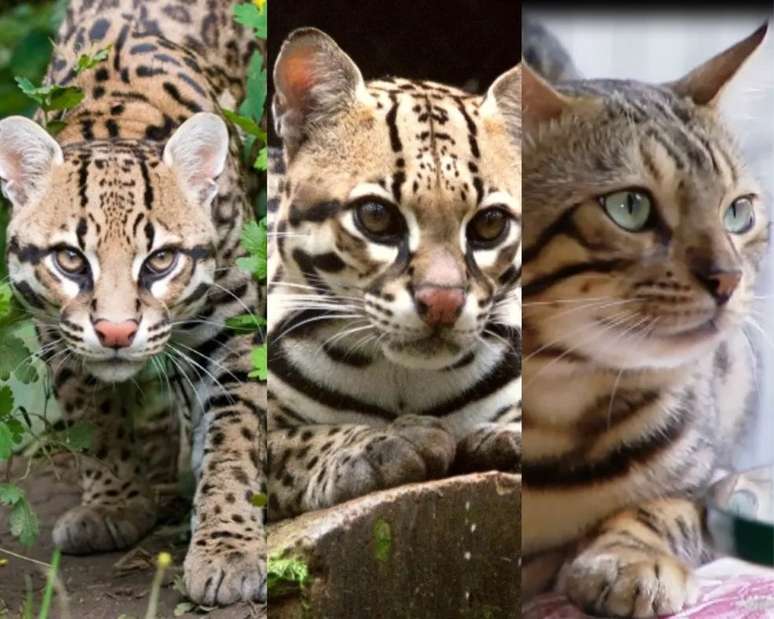 Felinos apresentam semelhanças, mas é possível diferenciá-los