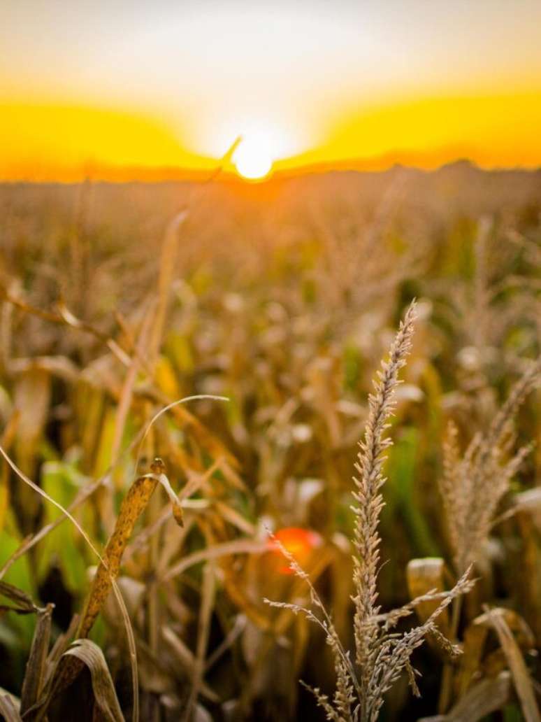 SNAG11 vai pagar R$ 1,20 por cota em dividendos; confira