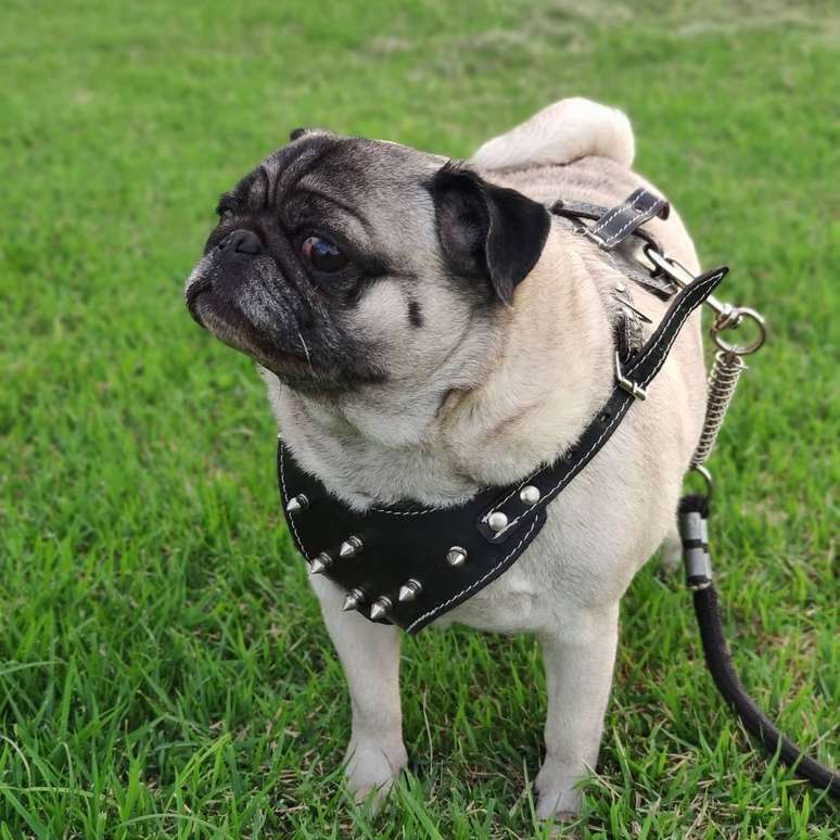 O cachorro pug do anestesista colombiano