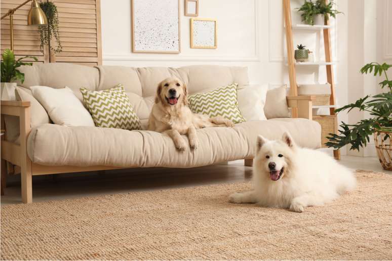 Produ&ccedil;&atilde;o de horm&ocirc;nios masculinos faz com que as f&ecirc;meas tamb&eacute;m apresentem comportamento de montar 