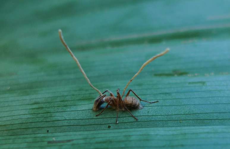 Depois da infecção pelo Cordyceps, o comportamento dos insetos é totalmente alterado, e eles se tornam “zumbis”