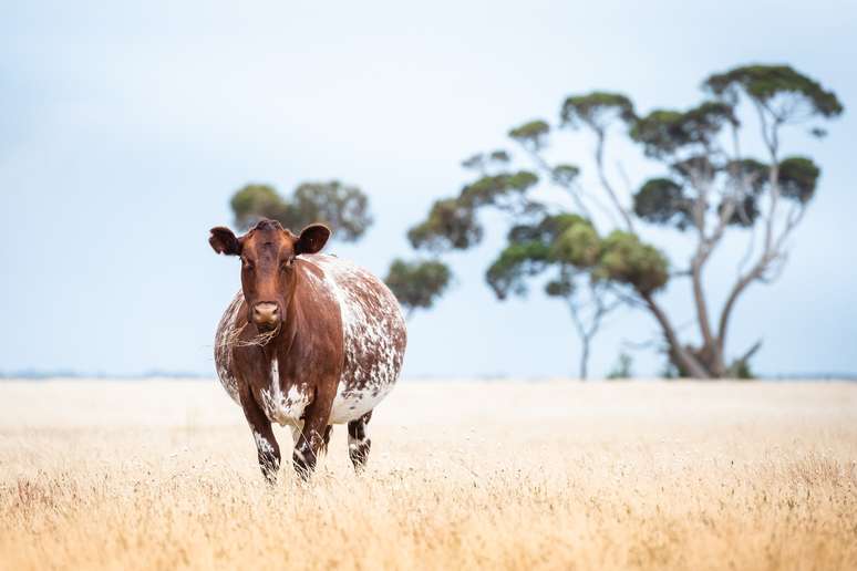 Apesar de empresas garantirem levar em conta bem-estar do animal, países como a Dinamarca não permitem a prática