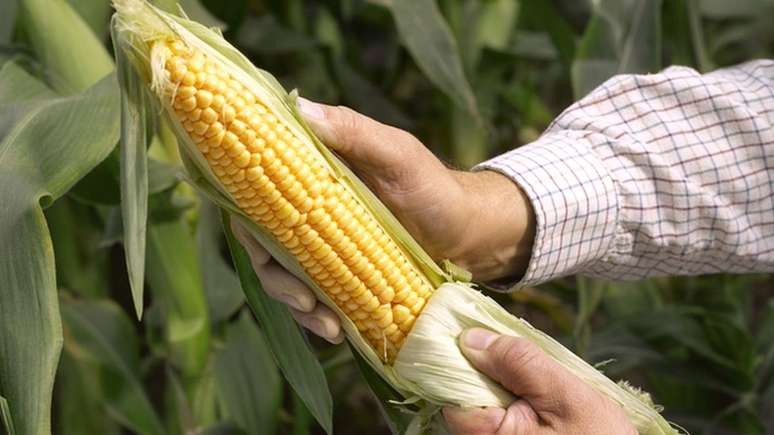 Os milhos 'ancestrais' tinham menos de 2 cent&iacute;metros