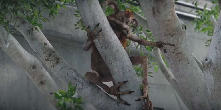 Condições de vida dos macacos-lagarto de Nevarro parecem ter melhorado