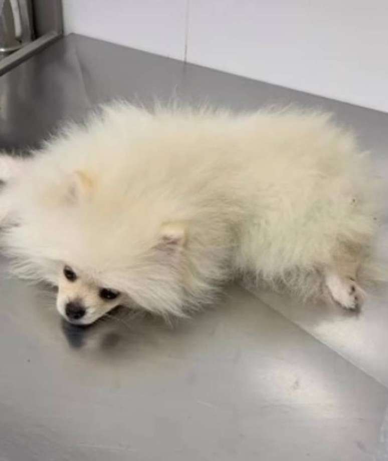 Cachorro de Poze do Rodo passa mal após comer cigarro de maconha