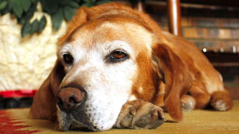 Conheça agora quais problemas de saúde podem afetar cães idosos -