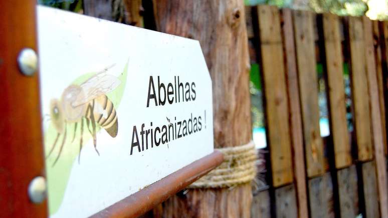 As abelhas africanizadas estão presentes hoje em todo continente americano