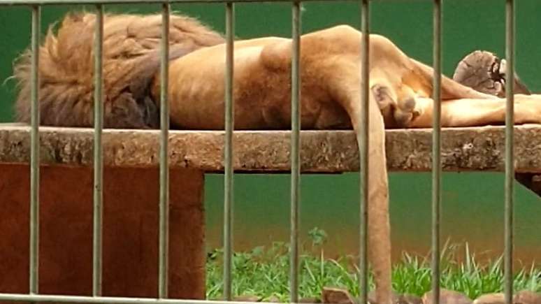 Nagan estava muito magro antes de morrer, aponta moradora que viu o animal