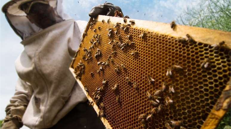 O Brasil é atualmente um grande produtor e exportador de mel de abelhas e própolis