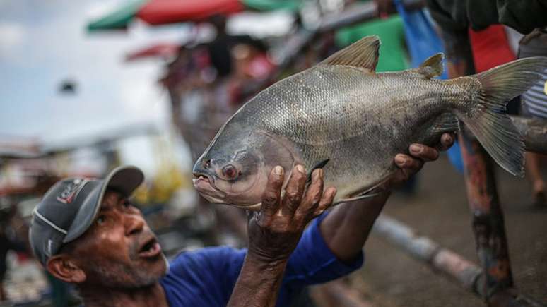 Carne do tambaqui &eacute; muito apreciada e pode ser consumida de v&aacute;rias maneiras