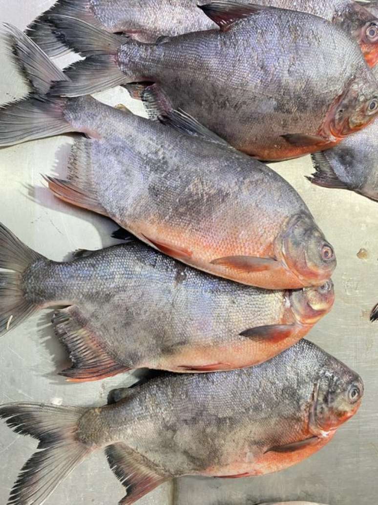 Hoje em dia, a China produz mais pirapitinga que o Brasil