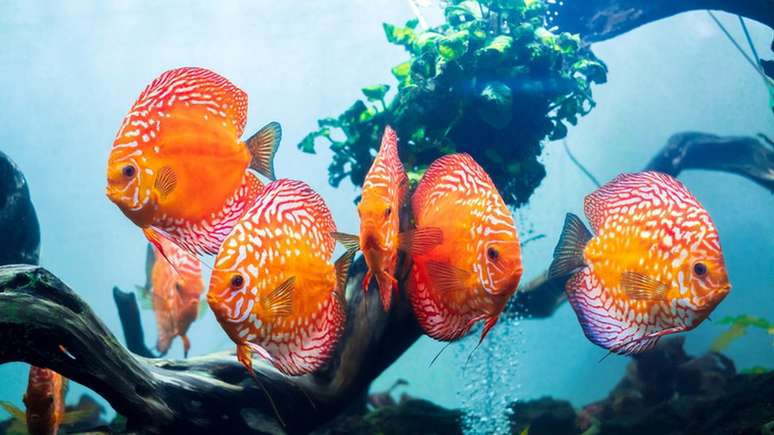 Nativo da Amaz&ocirc;nia, o acar&aacute;-disco ganhou varia&ccedil;&otilde;es na &Aacute;sua