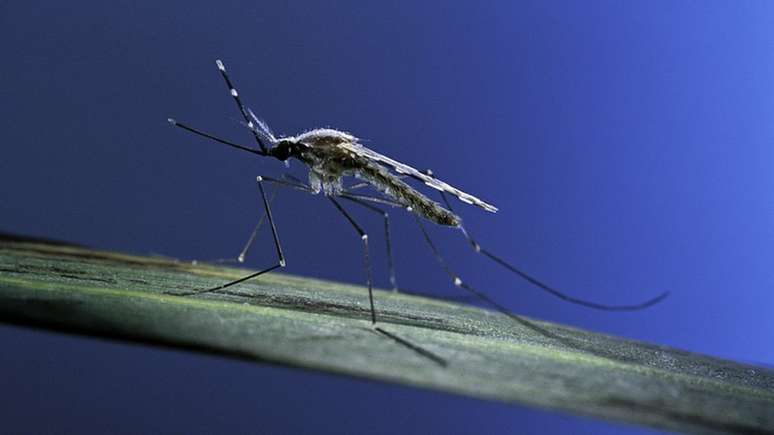 O mosquito Anopheles é o responsável por transmitir o protozoário causador da malária