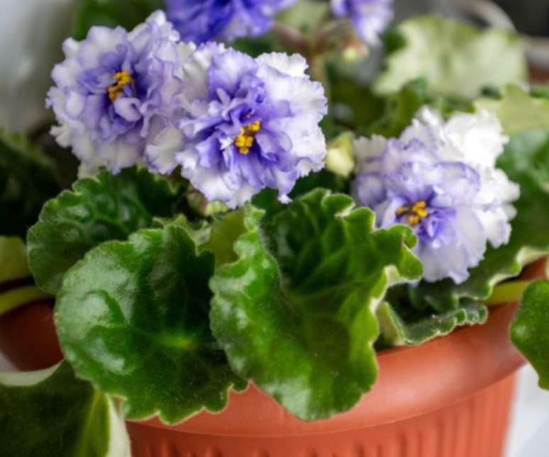 Escolha a flor cujo cheiro mais te agrada e aposte nela para o seu lar –