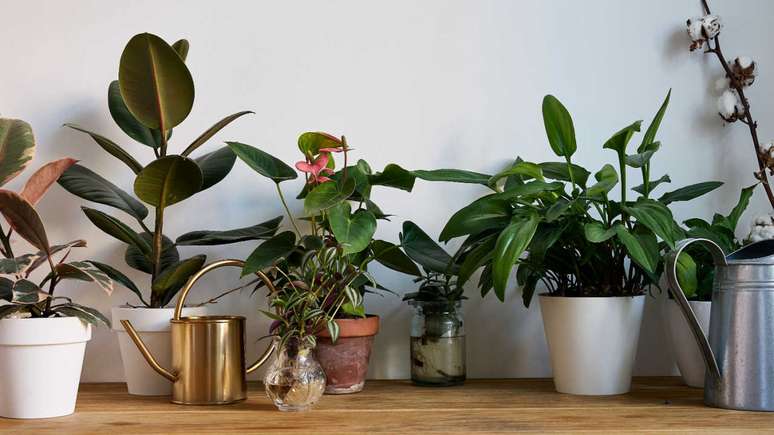 Tenha essas plantas em seu lar -