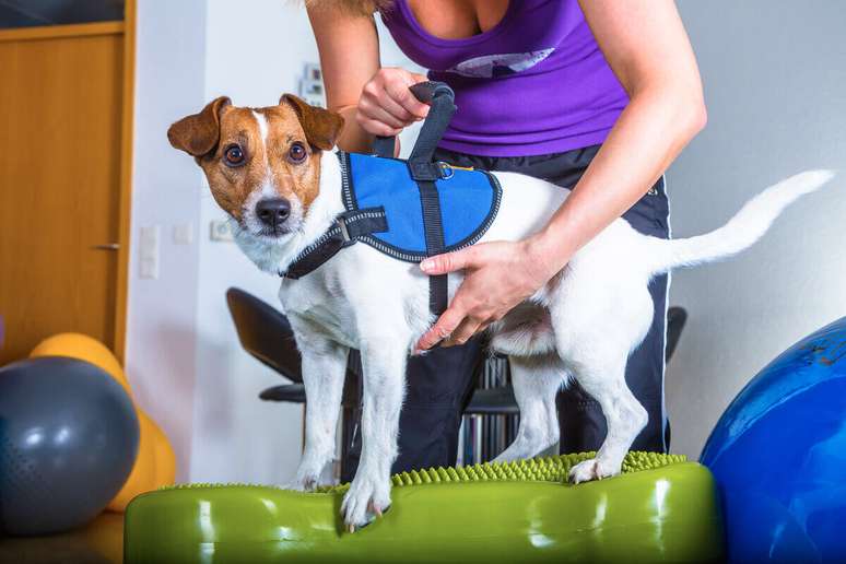 Fisioterapia ajuda a tratar problemas de locomoção nos pets 