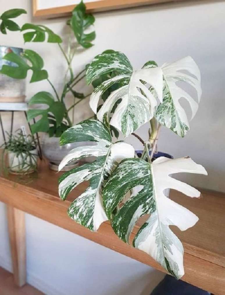 4. Monstera variegata – Photo Choose your plant