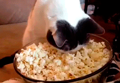 Popcorn;  popcorn machine;  gif;  cat