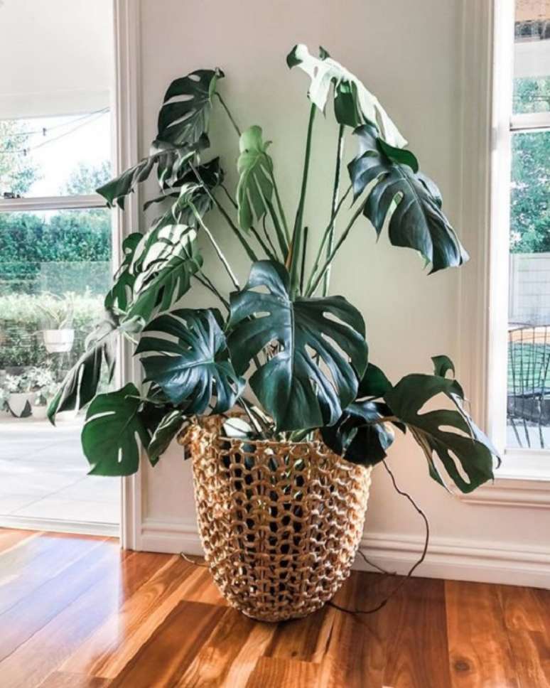 Monstera: how to care, types and tips for growing your plant