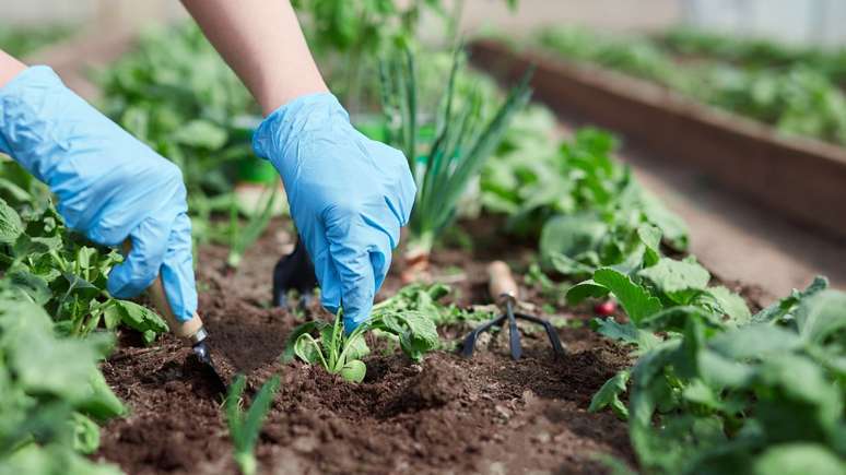 Ter uma horta em casa é benéfico, prático e divertido -