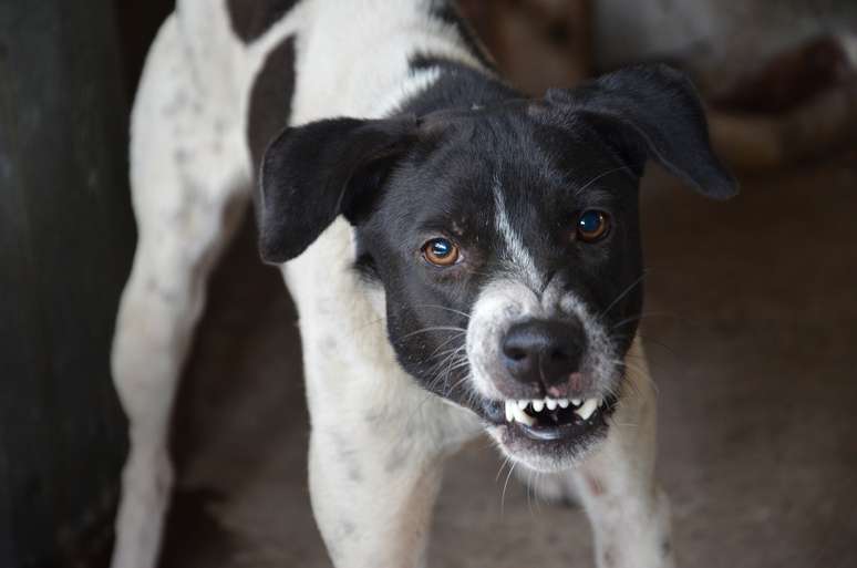 Não levar o cãozinho para passear e nem brincar com ele também pode deixá-lo irritado