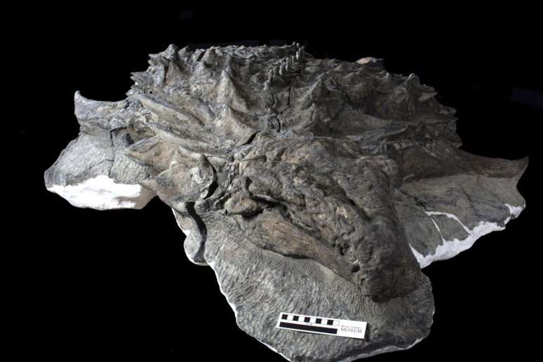 Rosto e pele do dinossauro estavam conservados