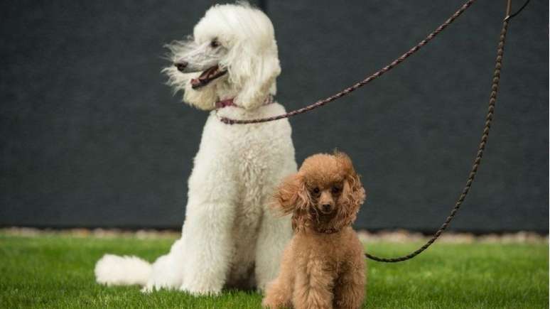 Poodles Standard e Toy participam de competição na Inglaterra