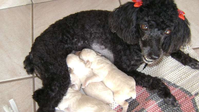 A poodle Chiquinha com filhotes, em Gurupi (TO)