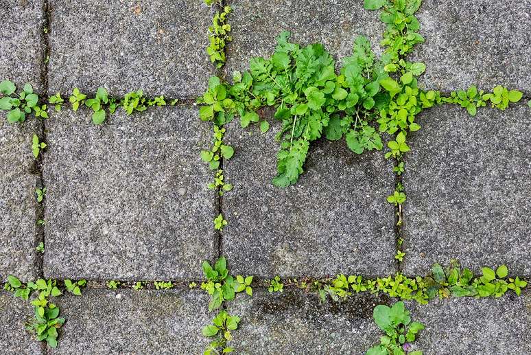 Planta crescendo entre o concreto