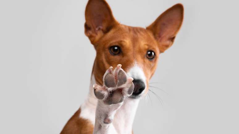 Saiba os principais cuidados com as patas dos pets no verão -