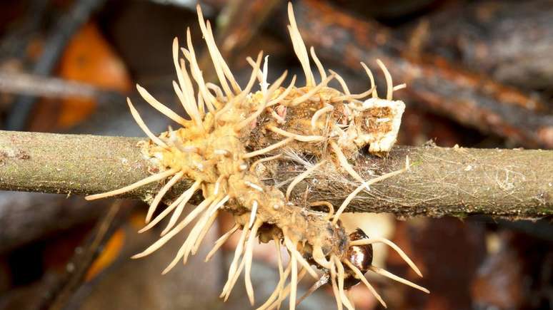 A caterpillar consumed by a parasitic fungus: the growths release spores A caterpillar consumed by a parasitic fungus: the growths release spores