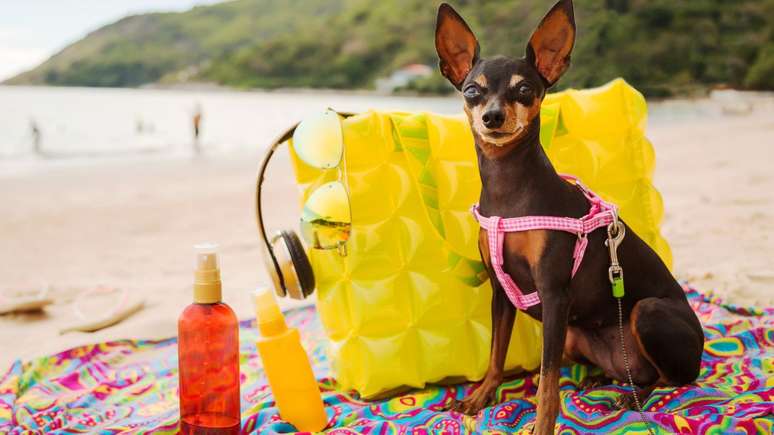 Pets precisam de cuidados especiais durante a estação mais quente do ano -