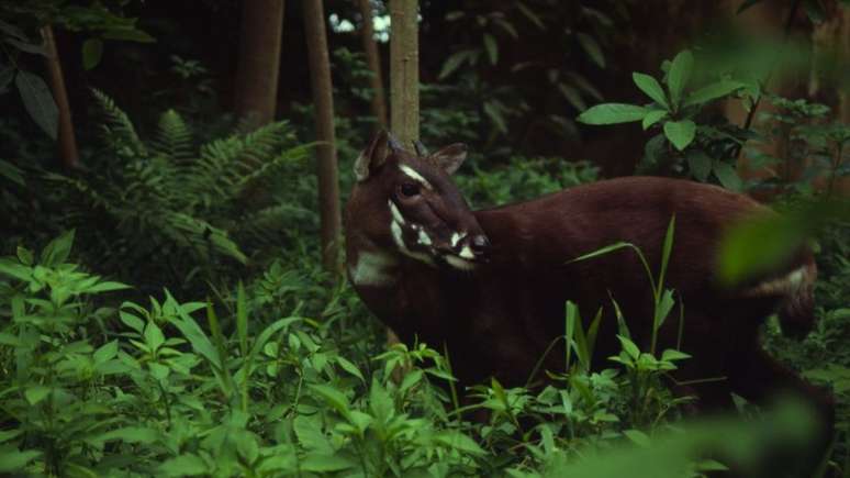 O saola percorre as florestas da fronteira do Vietnã com o Laos