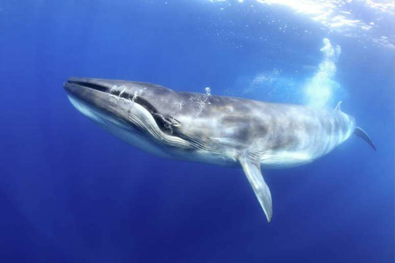 Baleias e golfinhos são considerados os 'grandes filtradores marinhos'