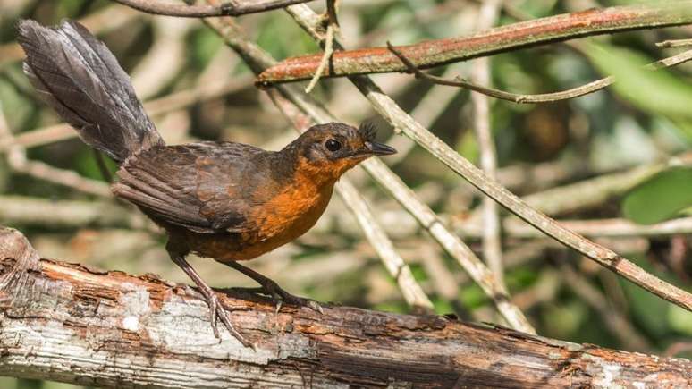 Desde um grande incêndio florestal em 2015, apenas um entufado-baiano foi visto na natureza