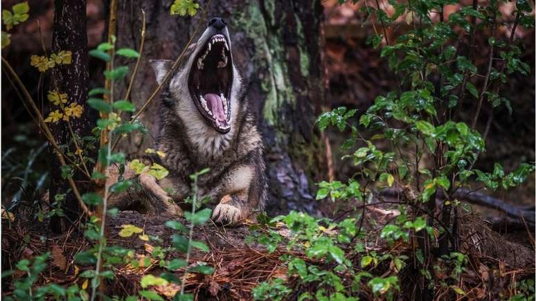 O lobo-vermelho parecia ter se recuperado da extinção na natureza, mas sua população entrou em declínio novamente