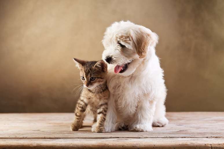 Learn how to deal with pet accidents