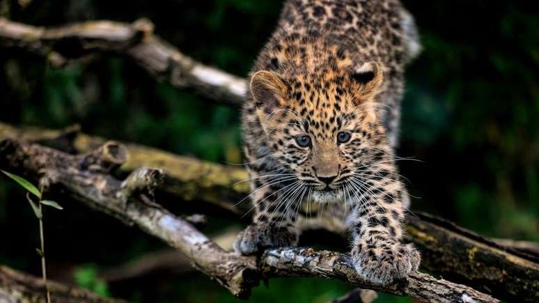 O leopardo-de-amur está na lista de espécies ameaçadas da IUCN desde 1996